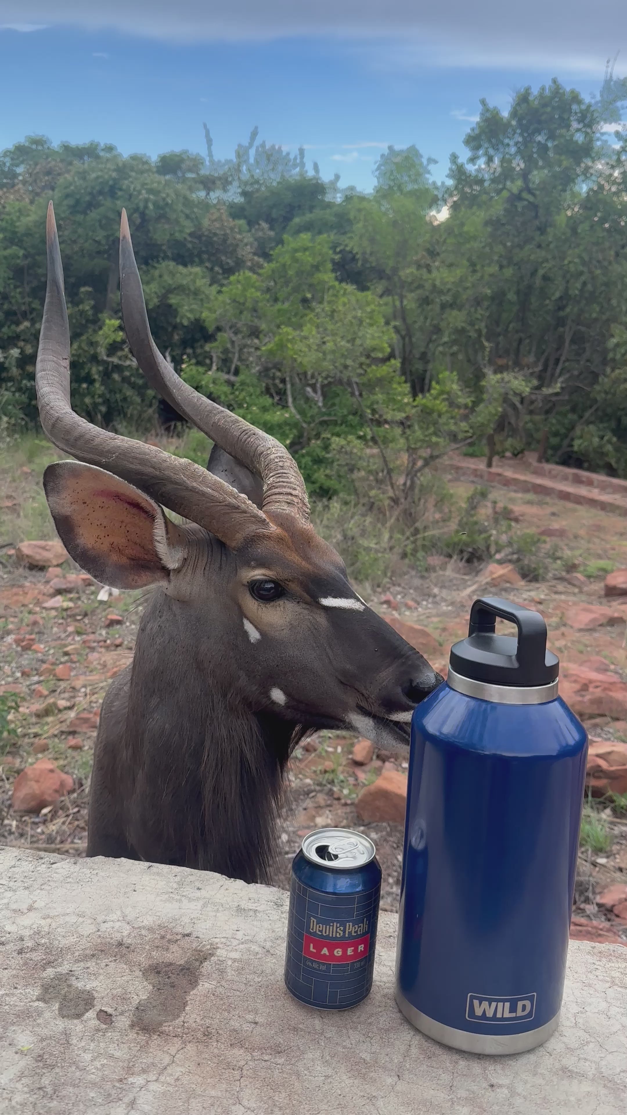 WILD Cooler Flask